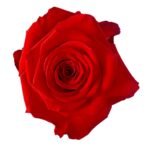 PhotoRoom_20230523_131801